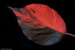Red Cat - Tail
